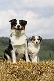 BERGER AUSTRALIEN - ADULT & PUPPY 049